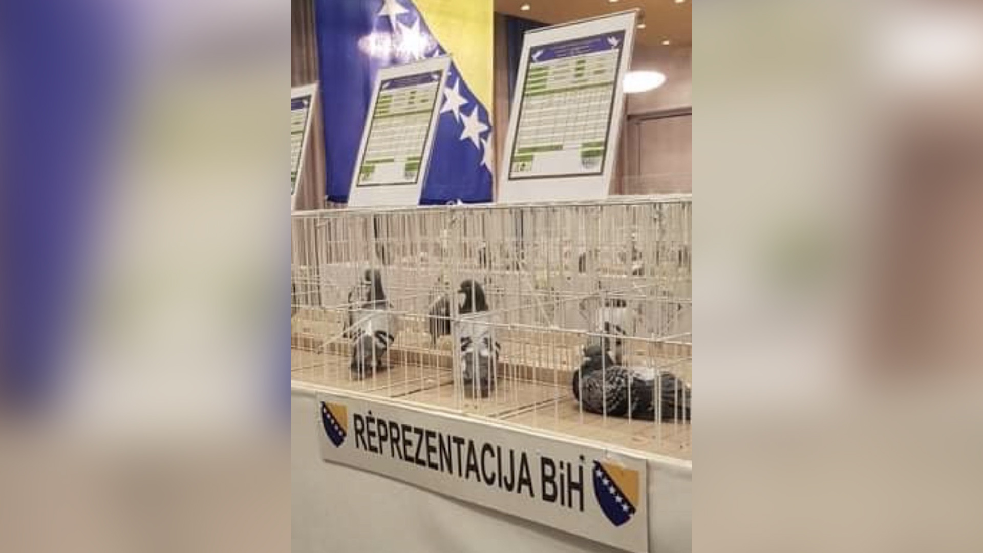 Na Olimpijadi golubova u Rumuniji takmičari iz Bosne i Hercegovine postigli izuzetne rezultate